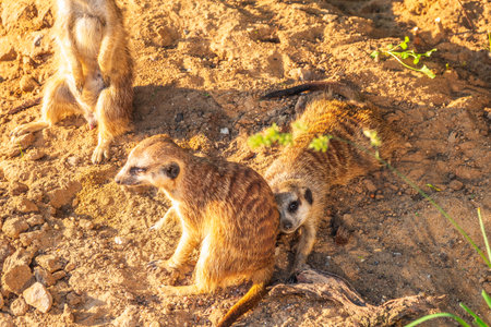 Meerkat, Suricata suricatta, on hind legs. Portrait of meerkat standing on hind legs with alert expression. Portrait of a funny meerkat sitting on its hind legs and watching out for enemiesの写真素材