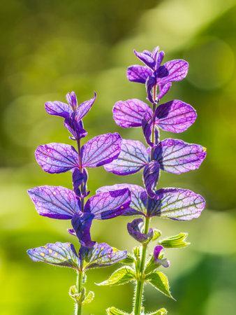 Blue Salvia farinacea flowers, or Mealy Cup Sage. A beautiful, brightly colored and eye-catching, full blooming purple flowers, bunch into long bouquet on green background, close-up, natural sunlightの写真素材
