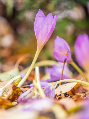 Autumn purple crocuses bloomed above the ground. Close-up of a group of violet blossoms of crocus.の写真素材