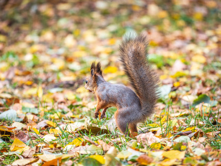 Squirrel in autumn hides nuts on the green grass with fallen yellow leaves. Squirrel looking for food on the ground. wild animal. autumn forest.の写真素材