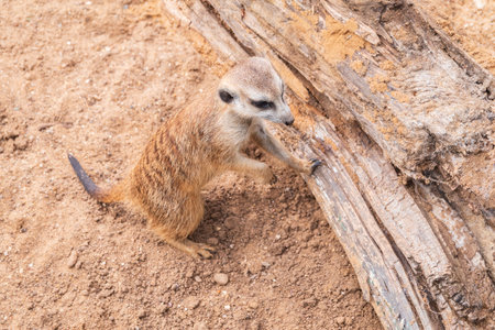 Meerkat suricatta family wildlife picture. Portrait of meerkatの写真素材