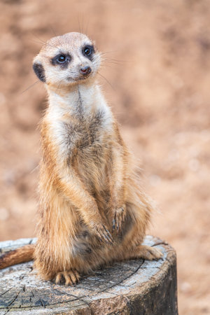 Meerkat, Suricata suricatta, on hind legs. Portrait of meerkat standing on hind legs with alert expression. Portrait of a funny meerkat sitting on its hind legs and watching out for enemiesの写真素材