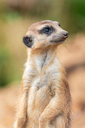 Meerkat, Suricata suricatta, on hind legs. Portrait of meerkat standing on hind legs with alert expression. Portrait of a funny meerkat sitting on its hind legs and watching out for enemiesの写真素材
