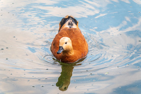 Ruddy Shelduck, or red duck, lat. Tadorna ferruginea, swimming on a lake. It is waterfowl family of ducks, similar to the common. The bird has a orange-brown plumage with a lighter head.の写真素材