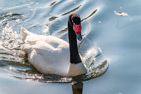 The black-necked swan Cygnus melancoryphus, is a swan that is the largest waterfowl native to South...