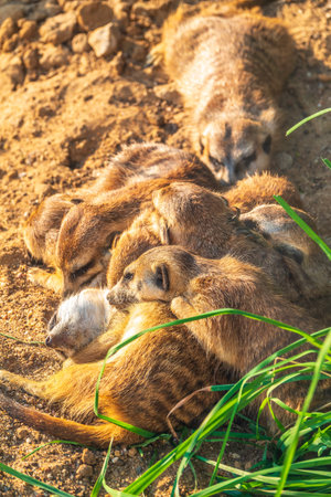 A group of cute meerkats. Meerkat Family are sunbathing. Meerkat, Suricata suricatta,の写真素材