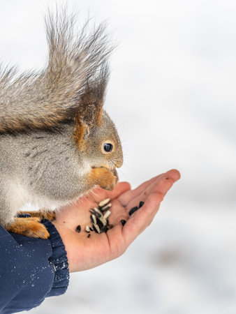 Squirrel in the winter eating nuts from a man's hand. Caring for animals in winter or autumn. Eurasian red squirrel, Sciurus vulgarisの写真素材