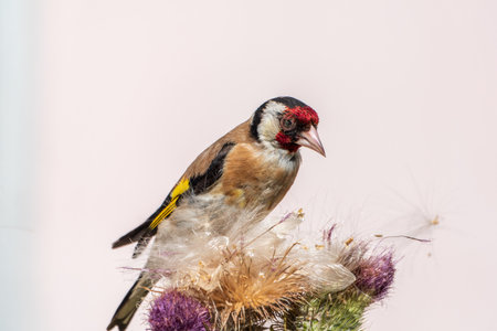 European goldfinch, feeding on the seeds of thistles. European goldfinch or simply goldfinch, latin name Carduelis carduelis, Perched on a Branch of thistleの写真素材