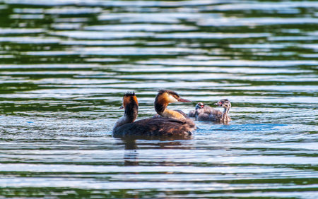The waterfowl bird, great crested grebe with chick, swimming in the lake. The great crested grebe,...