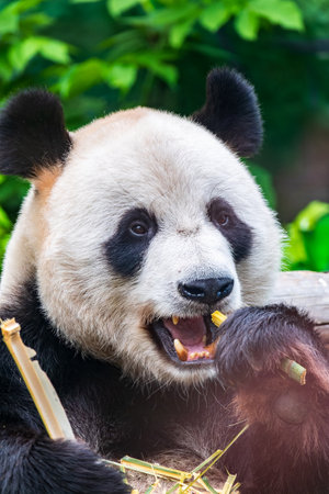 The Giant Panda Bear sits while eating a bamboo stalk. The giant panda, Ailuropoda melanoleucaの写真素材