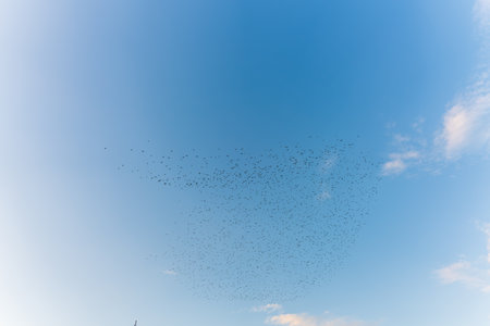 Large flock of Starlings flying on the sky. European Starling (Sturnus vulgaris).の写真素材