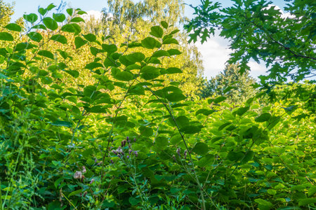 Nature of green leaf in garden at summer. Natural green leaves plants using as spring background cover page environment ecology or greenery wallpaperの写真素材