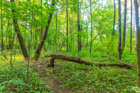 A large fallen tree in the spring forest. Moss covered tree. Mountains in the spring.