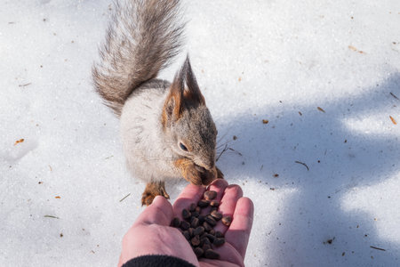 Squirrel in the winter eating nuts from a man's hand. Caring for animals in winter or autumn. Eurasian red squirrel, Sciurus vulgarisの写真素材