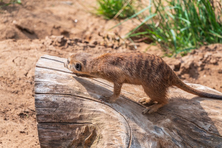 Meerkat suricatta family wildlife picture. Portrait of meerkatの写真素材