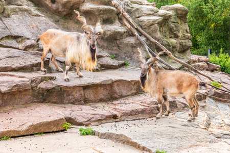 Two markhor males on the rock. Latin name - Capra falconeri. Markhor males have tightly curled, corkscrew-like horns, up to 160 cm longの写真素材
