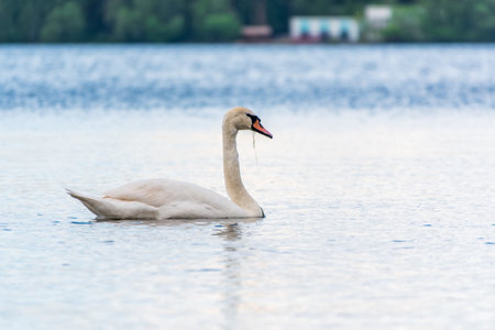 Graceful white Swan swimming in the lake, swans in the wild. Portrait of a white swan swimming on a lake. The mute swan, latin name Cygnus olor.の写真素材