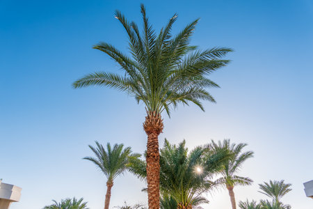 Palm tree with green leaves on blue background. Palm Trees - Perfect palm trees against a beautiful blue skyの写真素材