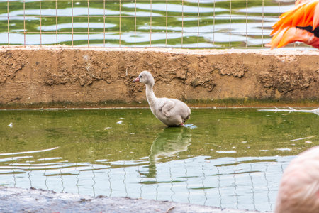 A newborn baby Rosa Flamingo, Phoenicopterus roseus, is full of care from its motherの写真素材