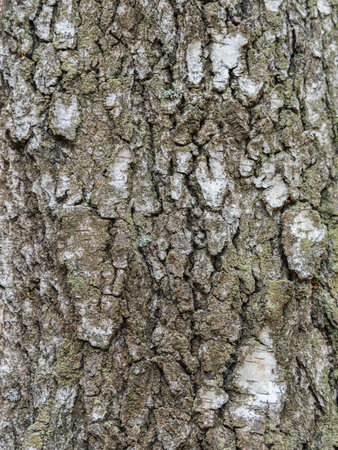 The texture of the birch bark. Birch bark background