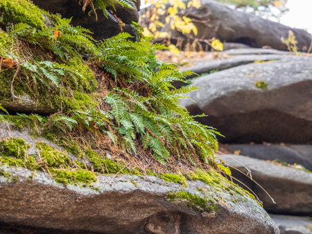 Common polypody fern Polypodium vulgare grows among thick moss. Polypodium vulgare, the common polypody, is a fern of the family Polypodiaceae.の写真素材