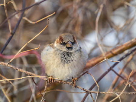 Sparrow sits on a branch without leaves. Sparrow on a branch in the autumn or winterの写真素材