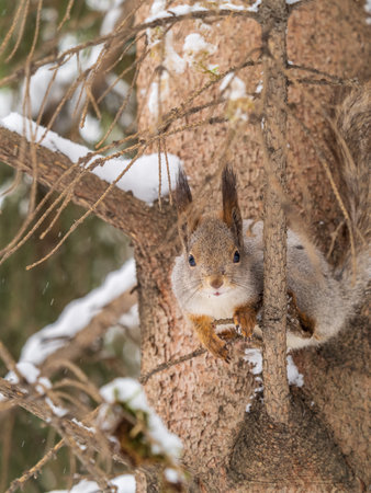 The squirrel sits on a branches without leaves in the winter or autumn. Eurasian red squirrel, Sciurus vulgarisの写真素材