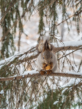 The squirrel with nut sits on tree in the winter or late autumn. Eurasian red squirrel, Sciurus vulgaris.の写真素材
