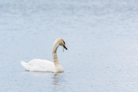 Graceful white Swan swimming in the lake, swans in the wild. Portrait of a white swan swimming on a lake. The mute swan, latin name Cygnus olor.の写真素材