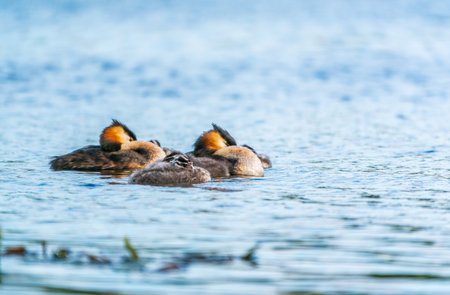 The waterfowl bird, great crested grebe with chick, swimming in the lake. The great crested grebe,...
