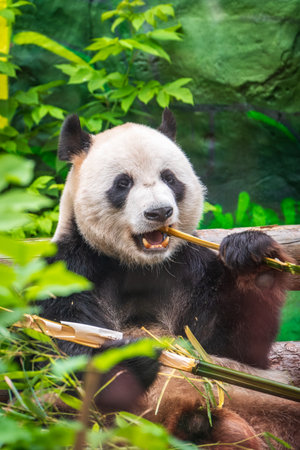 The Giant Panda Bear sits while eating a bamboo stalk. The giant panda, Ailuropoda melanoleucaの写真素材