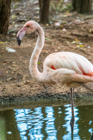 The greater flamingo, Phoenicopterus roseus, standing in water on lake shore. The greater flamingo is the most widespread and largest species of the flamingo familyの写真素材