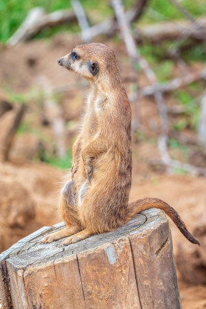 Meerkat, Suricata suricatta, on hind legs. Portrait of meerkat standing on hind legs with alert expression. Portrait of a funny meerkat sitting on its hind legs and watching out for enemiesの写真素材
