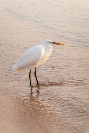 Great egret (Ardea alba), a medium-sized white heron fishing on the sea beach. White heron on the huntの写真素材