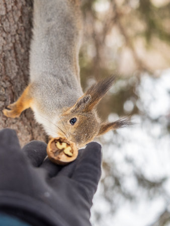 Squirrel in the winter eating nuts from a man's hand. Caring for animals in winter or autumn. Eurasian red squirrel, Sciurus vulgarisの写真素材