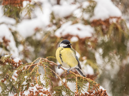 Cute bird Great tit, songbird sitting on the fir branch with snow in winter. Parus majorの写真素材