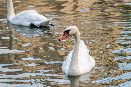 A graceful white swan swimming on a lake with dark water. The white swan is reflected in the water. The mute swan, Cygnus olorの写真素材