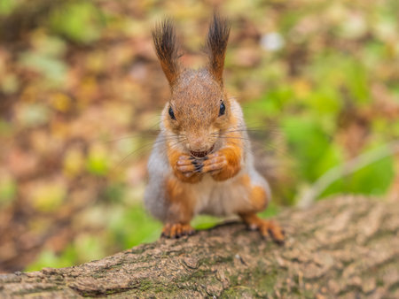 Portrait of a squirrel on a tree trunk. A curious red squirrel peeks out from behind a tree trunkの写真素材