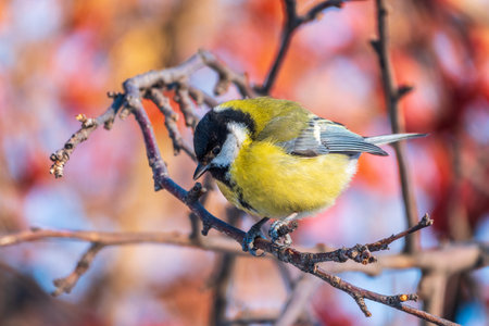 Cute bird Great tit, songbird sitting on a branch without leaves in the autumn or winter. Parus majorの写真素材