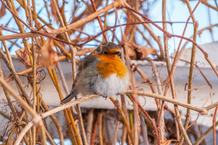 Cute bird the European Robin, Erithacus rubecula. sitting on the tree branch in winter. beautiful...