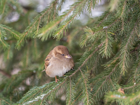 Sparrow sits on a branch in the sunset light. Sparrow on a branch in the autumn or winterの写真素材