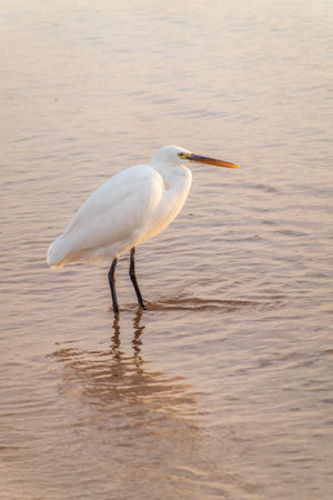 Great egret (Ardea alba), a medium-sized white heron fishing on the sea beach. White heron on the huntの写真素材