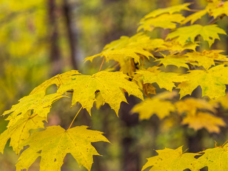 Maple branches with yellow leaves in autumn, in the light of sunset. Dry autumnal leaves background, golden maple tree foliage, bright yellow sun shine, autumn park, seasons change, fall natureの写真素材