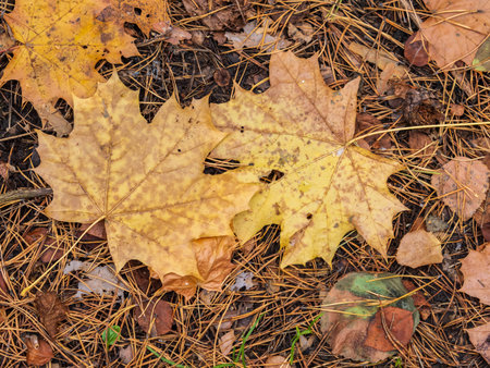 fallen yellow and orange autumn leaves on green grass on the ground. Autumn horizontal background with dried leaves in the sunlight.の写真素材