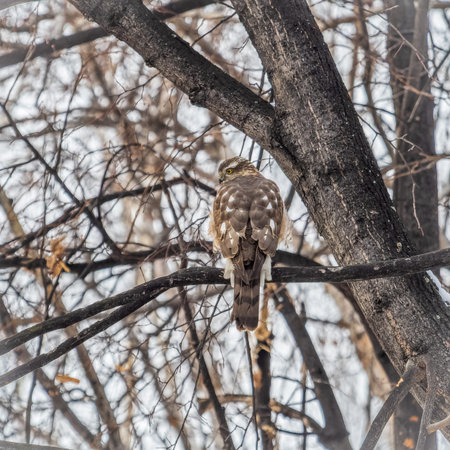 A Eurasian sparrowhawk perched on a branch of a tree outdoors. The Eurasian sparrowhawk (Accipiter...