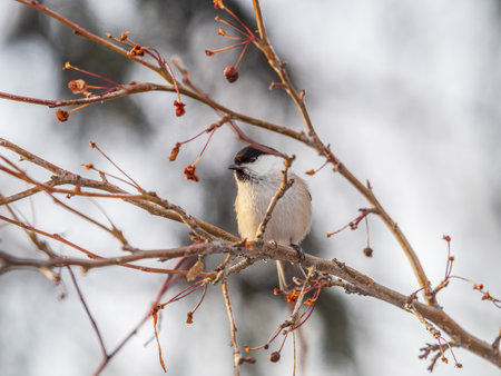 Cute bird The willow tit, song bird sitting on a branch without leaves in the winter. Willow tit perching on tree in winter. The willow tit, lat. Poecile montanus.の写真素材