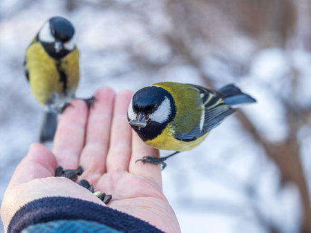 A tit sits on a man's hand and eats seeds. Taking care of birds in winter.