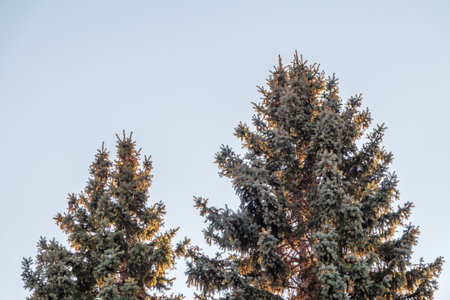 Green spruce branches with needles and cones against a blue sky in winter. Many cones on spruce. Fir tree. Background image with copy space.の写真素材