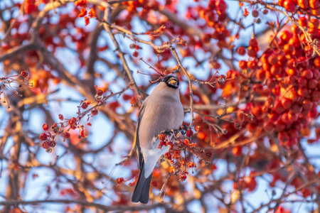 Bullfinch sitting on a branch. Beautiful bird with a red breast on a branch in winter. The Eurasian bullfinch, common bullfinch or bullfinch, lat. Pyrrhula pyrrhulaの写真素材