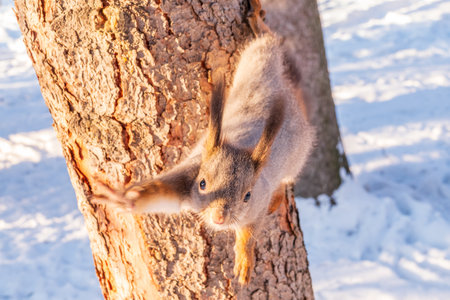 The squirrel sits on a branches without leaves in the winter or autumn. Eurasian red squirrel, Sciurus vulgarisの写真素材
